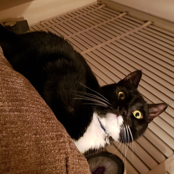 Meet your Posher, Mia - Picture 5 of 8